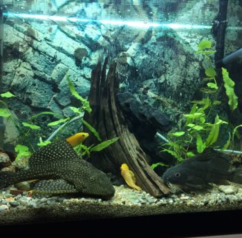 Aquarium-Umzug Aquarium-Umzug: Aquarium mit Pflanzen, Wurzeln und Fischen
