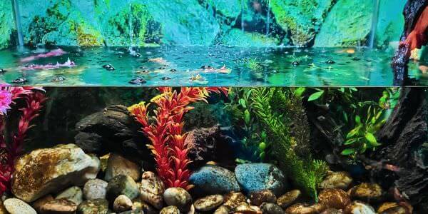 Aquarium mit Korallen und bunten Fischen – Aquarium-Umzug Grevenbroich