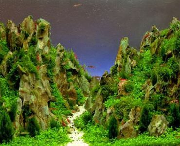 Aquarium-Umzug Grevenbroich: Aquarium mit Felslandschaft und Pflanzen