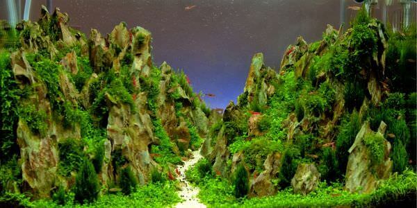 Aquarium mit Felslandschaft und Pflanzen – Umzug mit Aquarium in Grevenbroich
