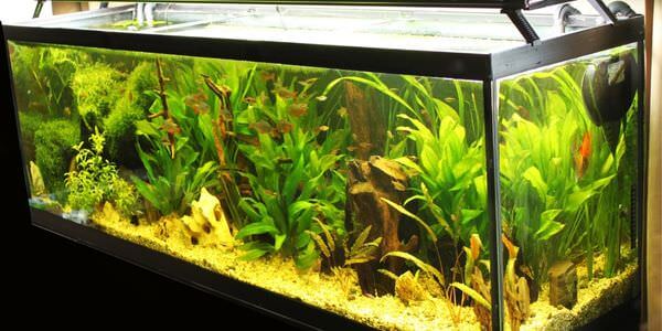 Aquarium-Umzug Grevenbroich: Längliches Aquarium mit grünen Wasserpflanzen