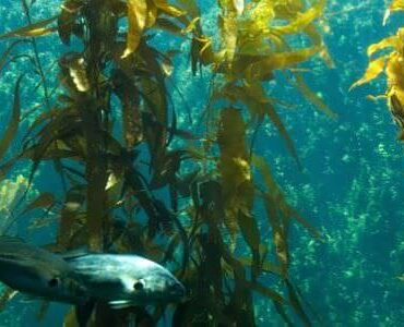 Unterwasserlandschaft mit Algenwald und Fisch – Umzug mit Aquarium in Grevenbroich