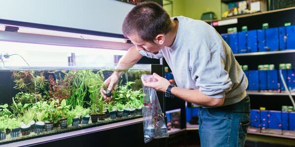 Mann versorgt Aquarienpflanzen vor einem Aquarienregal – Umzug mit Aquarium in Grevenbroich